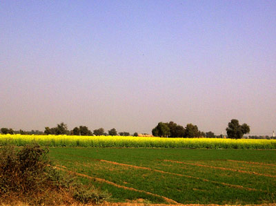 green fields on either side